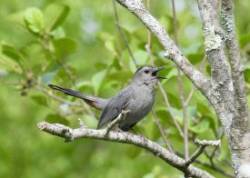 Gray catbird Photo: Karinne Heise