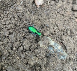 Tiger beetle Photo: Sandy Sonnichsen