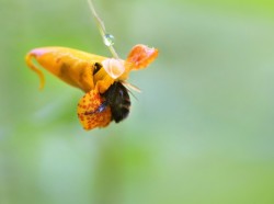 Orange jewelweed Photo: Christine Young