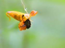 Orange jewelweed Photo: Christine Young