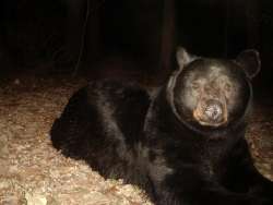 Black bear Photo: Charlie Schwarz