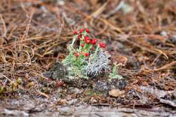 Lichen Photo: Jacqueline Robidoux