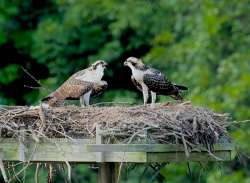 Osprey Photo: Ross Lanius