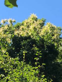 American chestnut Photo: Susan Cloutier