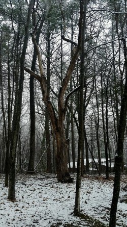 Snowy Tree Photo: Cheri Birch