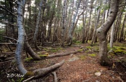 Balsam Fir Photo: Eric D'Aleo