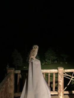Owl Photo: Lori McDonough