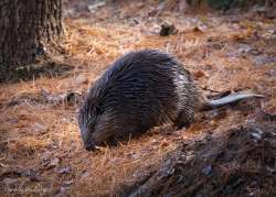 Beaver Photo: Danielle Durocher