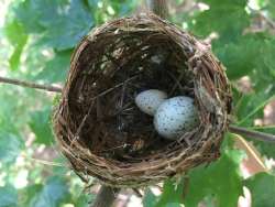 bird nest Photo: Sharon Bombard