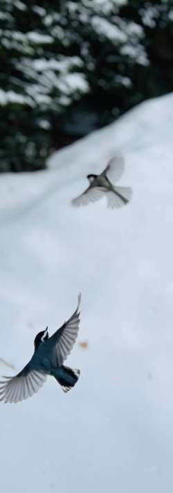 Birds flying Photo: Saralynn Anderson