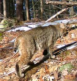 Bobcat Photo: Linda Lacasse