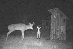 Curious Deer Photo: Bonnie Honaberger