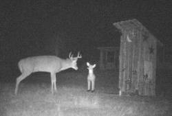Curious Deer Photo: Bonnie Honaberger