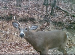 Deer Missing Antler Photo: Bonnie Honaberger