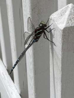 Dragonfly Photo: Jeff Pickett