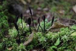 Tongue fungus Photo: Anonymous