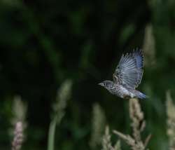 Bluebird Photo: Larry Litke