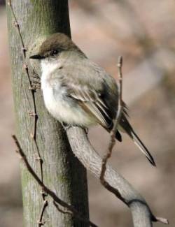 Eastern Phoebe Photo: Tami Gingrich