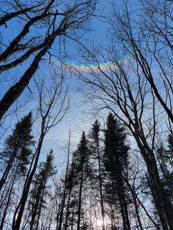 Forest rainbow Photo: Kent Nelson