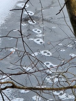 Frozen river Photo: Janice Tassinari