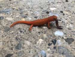 Eft eating worm Photo: Molly Andres