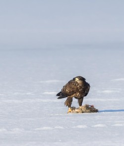 Immature bald eagle Photo: Anonymous