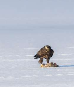 Immature bald eagle Photo: Anonymous