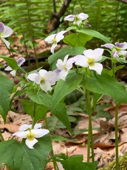 Violets Photo: Jane Schlossberg