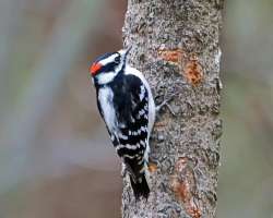 Downy woodpecker Photo: Sheri Larsen