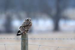 Shortie on fence Photo: Yvonne Mehlenbacher