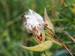 Milkweed seeds Photo: Tom Grett