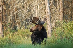 Moose Ashland Maine Photo: Lonnie S Jandreau
