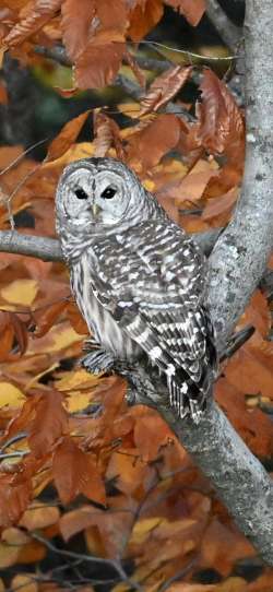 Barred owl Photo: Kathy Moxham