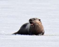 Otter ice Photo: Karinne Heise