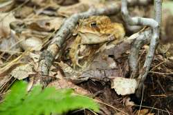 Garden frog Photo: Stephen Poklemba