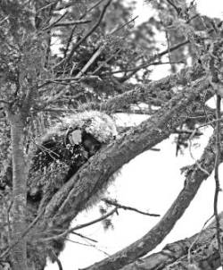 Porcupine Photo: Kirk Gentalen