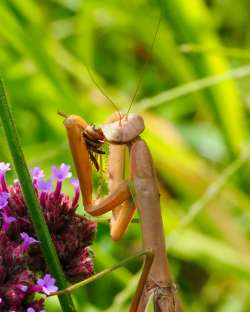 Praying mantis Photo: Ross Lanius