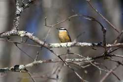 Nuthatch Photo: Karinne Heise