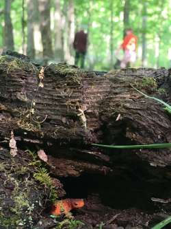 Red eft Photo: Annie Maloney