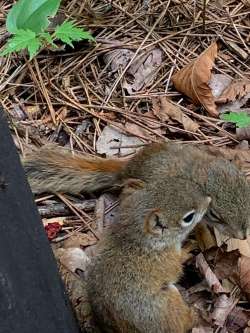 Squirrels Photo: Kevin McDonough