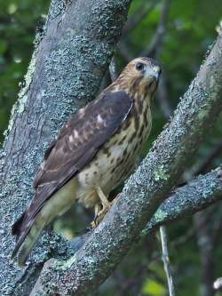 Red tailed hawk Photo: Charlie Schwarz