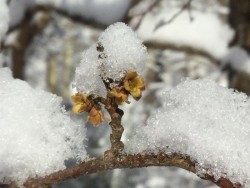 Snow Capped Photo: Pam Landry