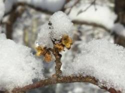 Snow Capped Photo: Pam Landry