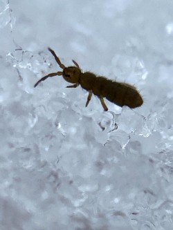 Snow fleas Photo: Amber Kimball