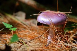 Spotted Cort Photo: Eric D'Aleo