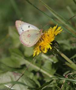 Sulphur butterfly Photo: Anonymous