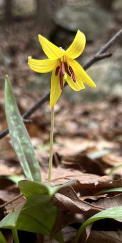 Trout lily Photo: Terryanne Maenza-Gmelch