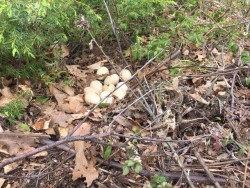 Eggs Photo: Laurie D. Morrissey