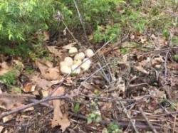 Eggs Photo: Laurie D. Morrissey