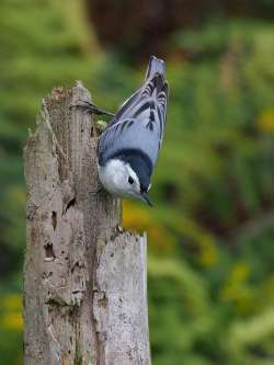 White breasted nuthatch Photo: Charlie Schwarz